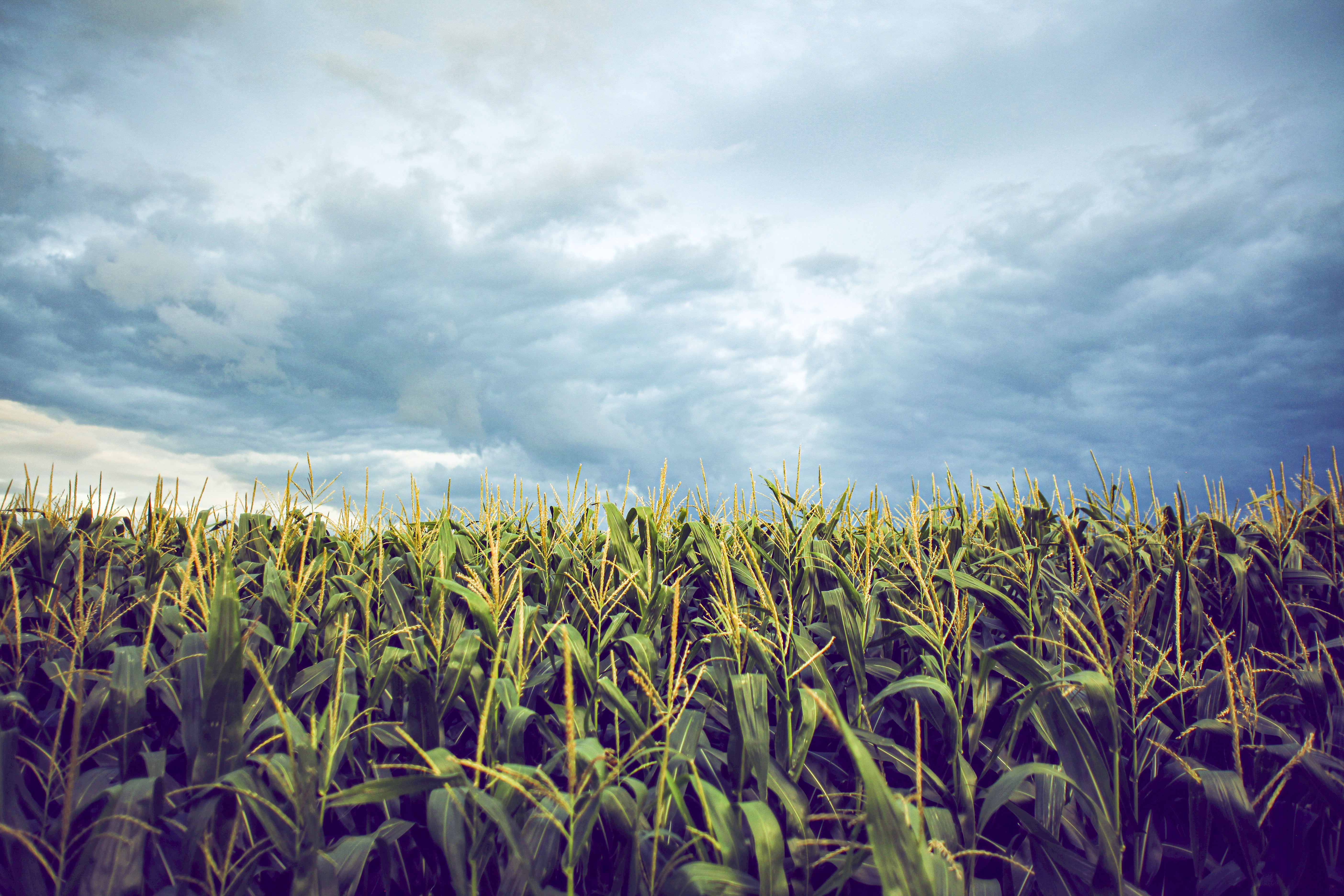 Crop Hail Eval