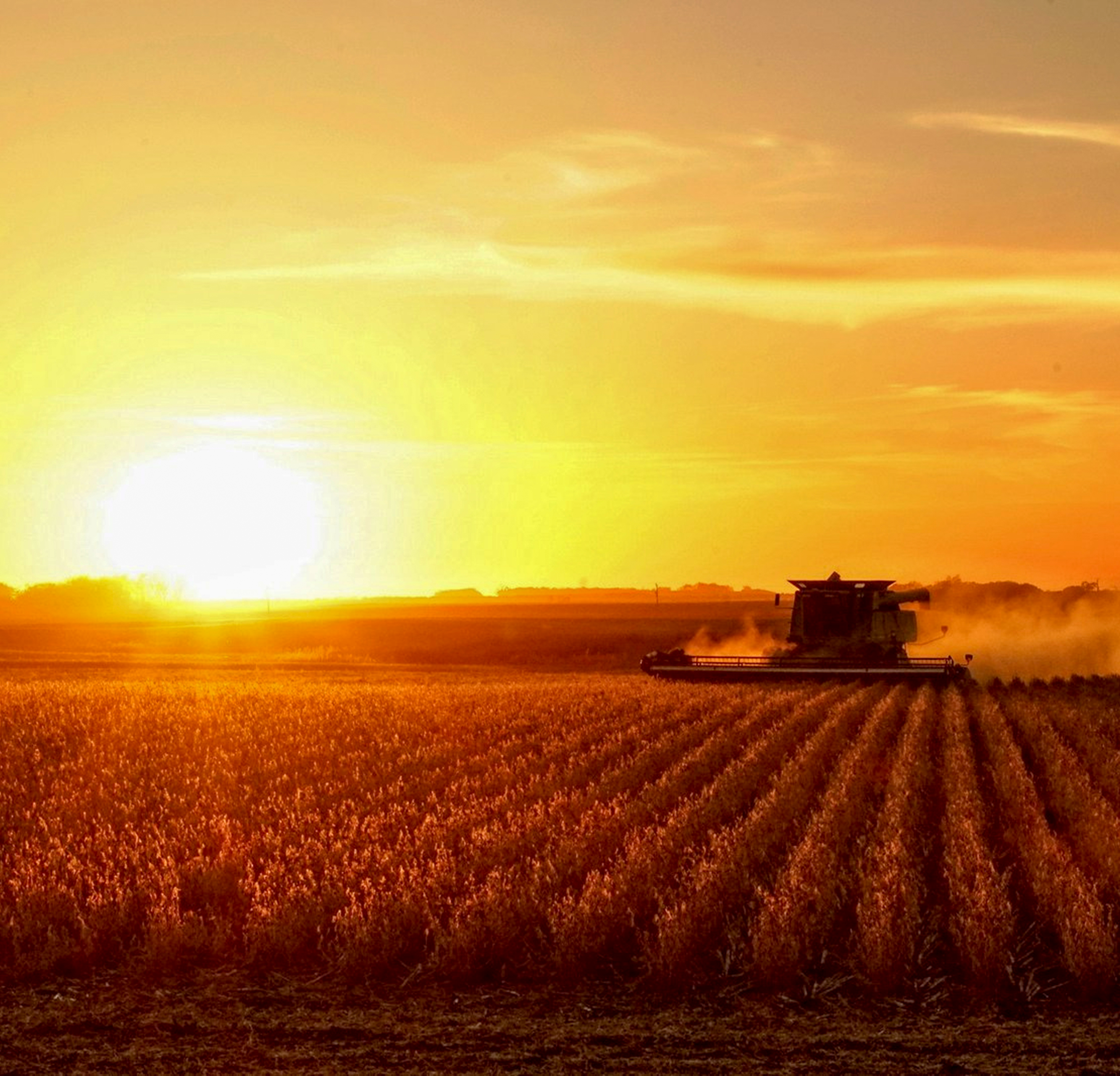 Wheat Yield Study